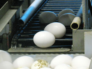 Figure 5. Any place where eggs transition
from one location to another
creates a potential point for increased
breakage. These points should be
observed on a periodic basis to ensure
that undue breakage is not occurring.
If breakage is observed, preventative
measures should be implemented.